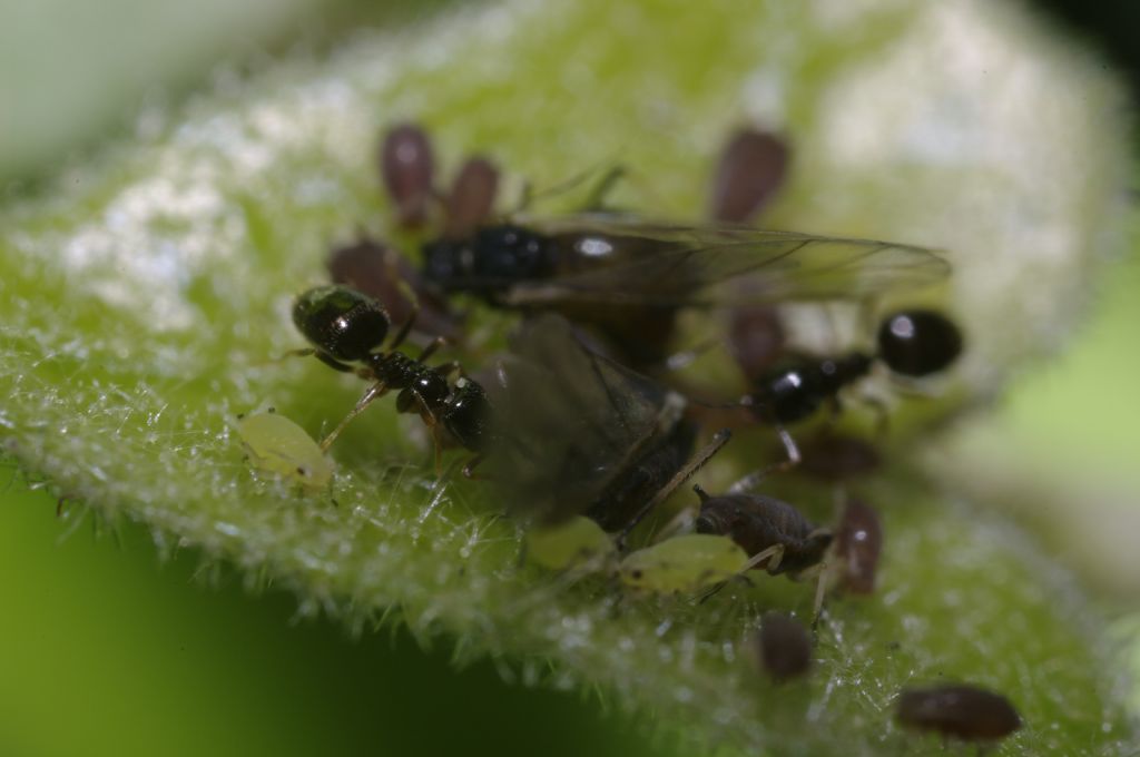 Afidi su edera con formiche:  Aphis sp.